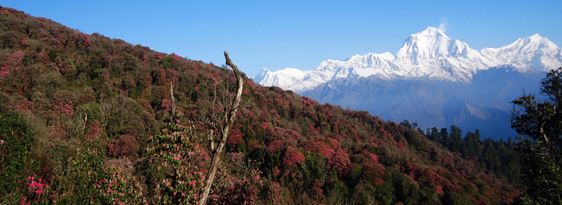 Khopra Danda Trek: 10 Days