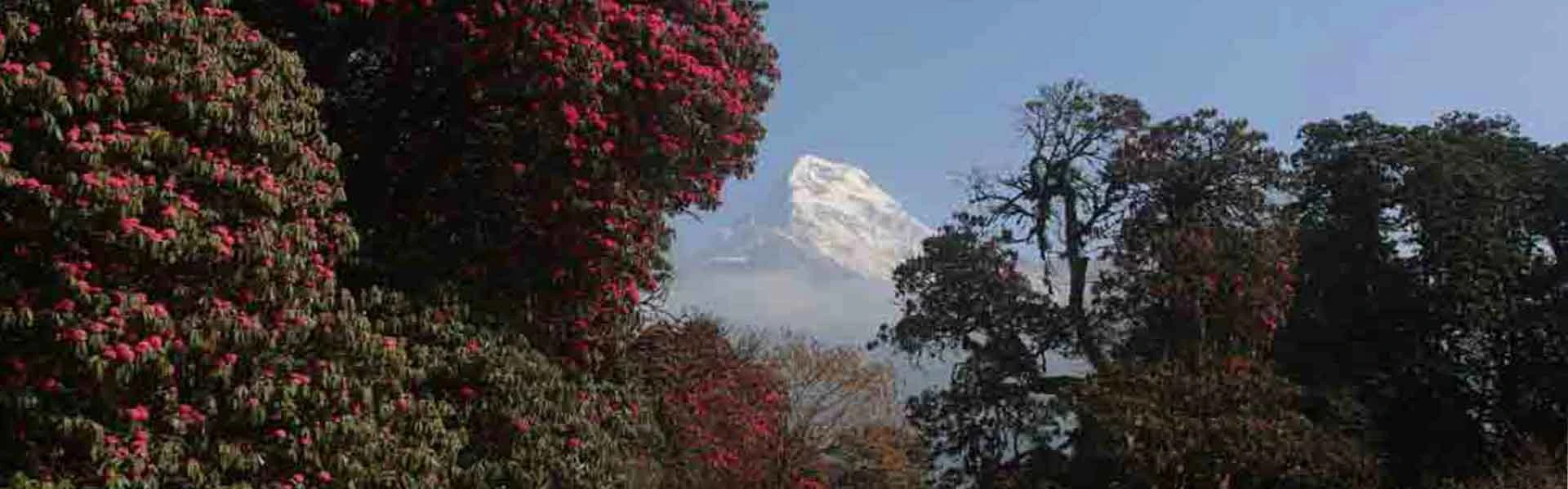 Rhododendron Blossom Treks