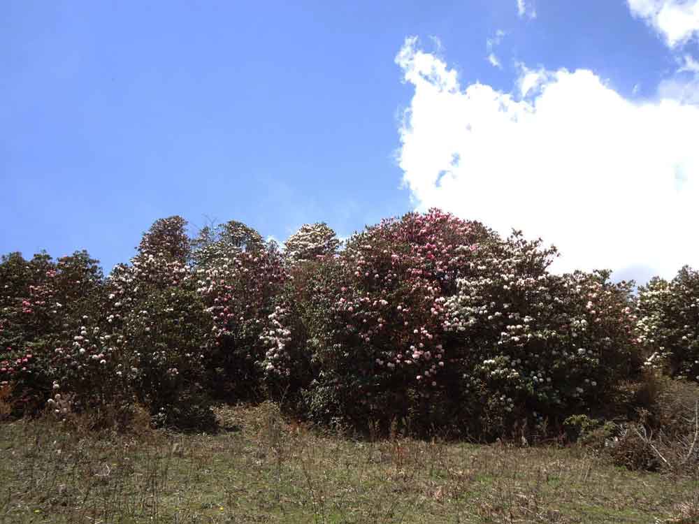 rhododendron