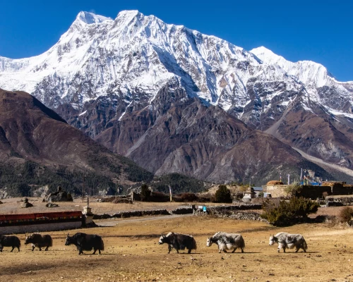 Annapurna Circuit Trekking