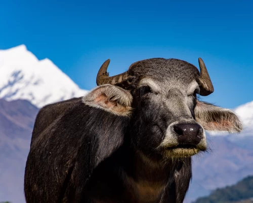 Annapurna Circuit Trekking