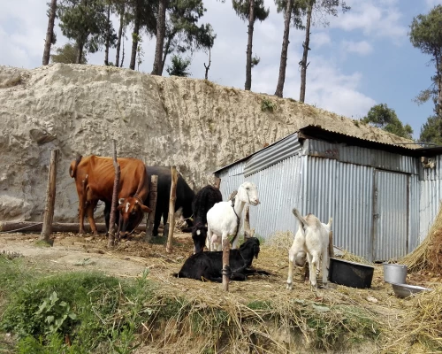 Chitlang Hiking
