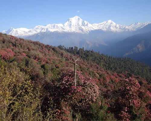 Ghorepani Trekking 