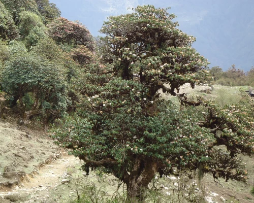 Helambu Valley Trekking 