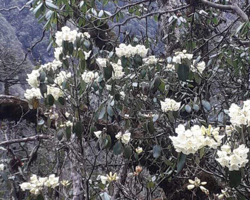 Makalu Base Camp Trekking