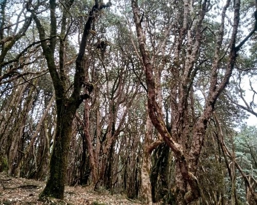Mardi Himal Trekking