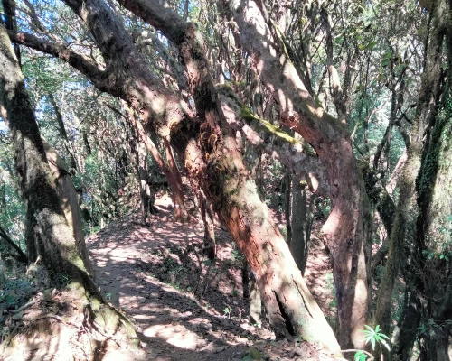 New Annapurna Balcony Trekking