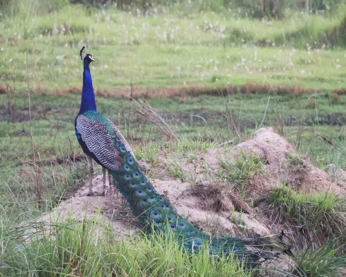 Peacock