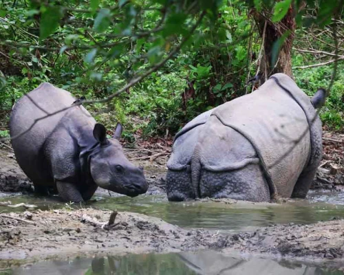 Rhino