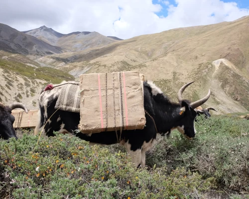 Upper Dolpo To Jomsom Trekking 